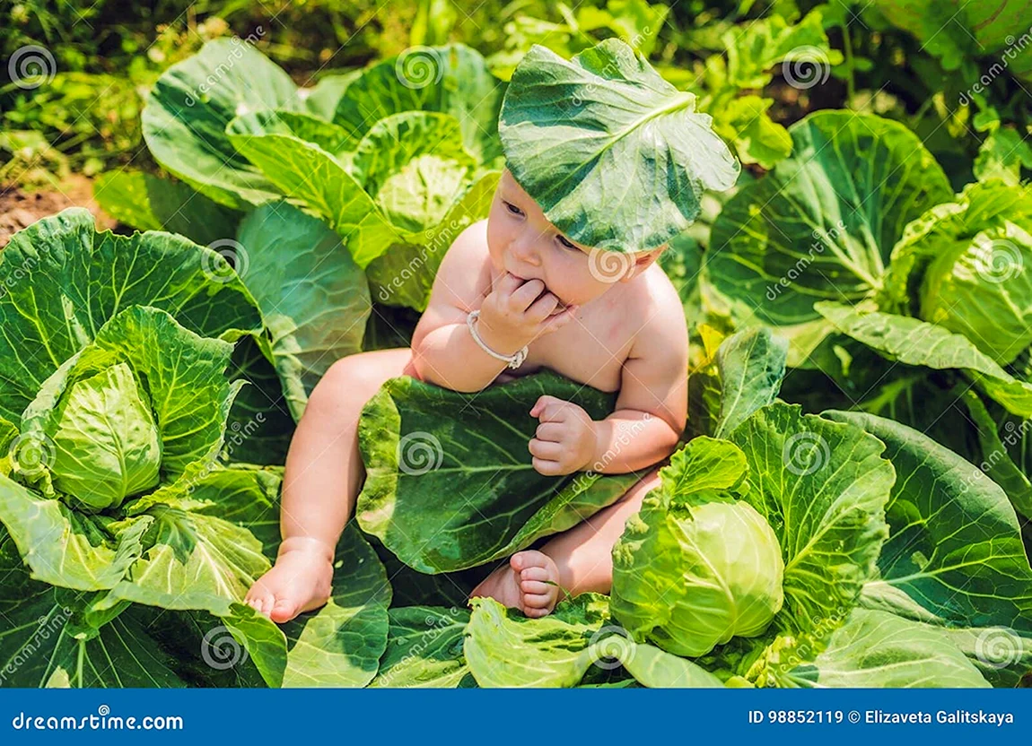 Фотосессия в капустном поле дети