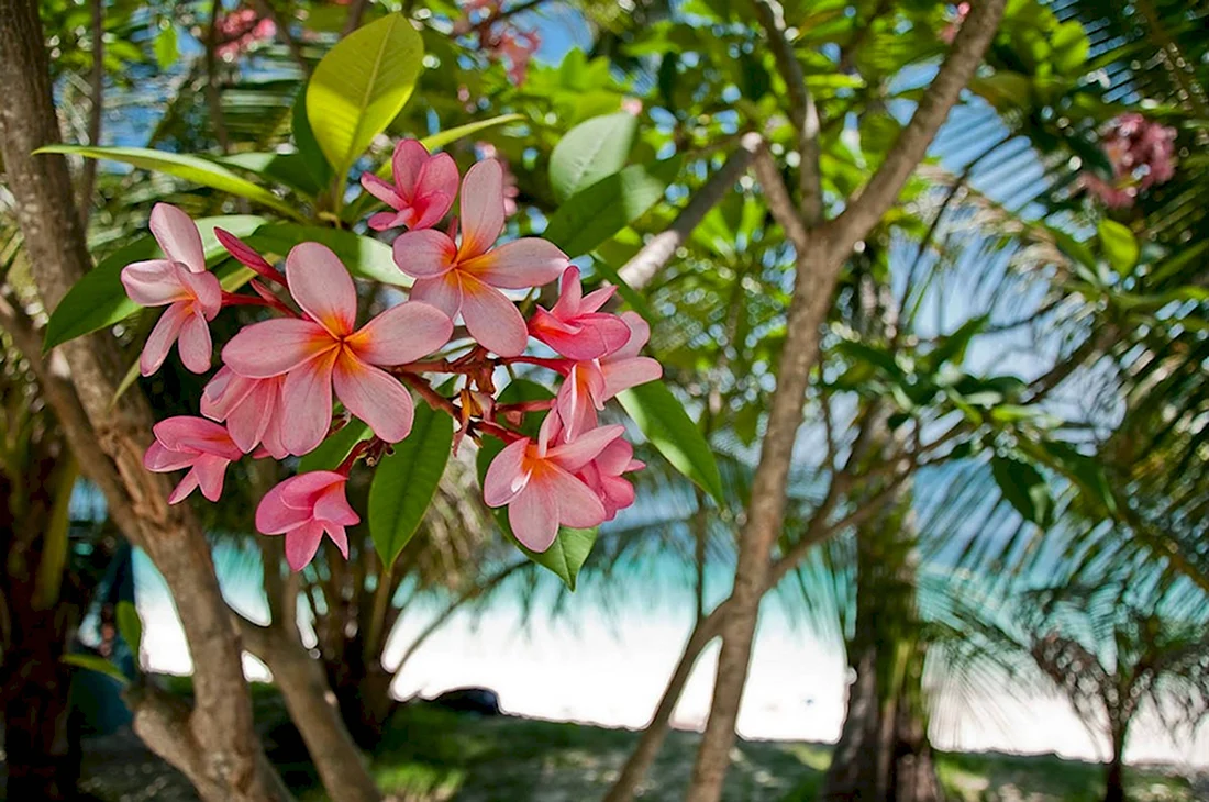 Frangipani дерево