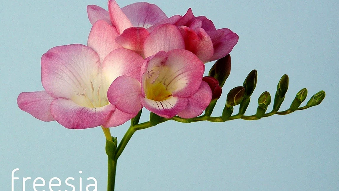 Фрезия Freesia