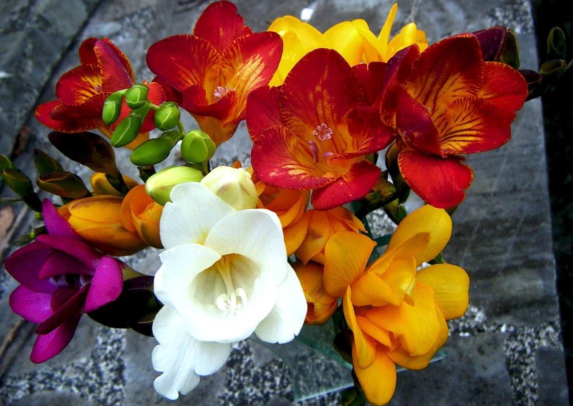 Фрезия Freesia