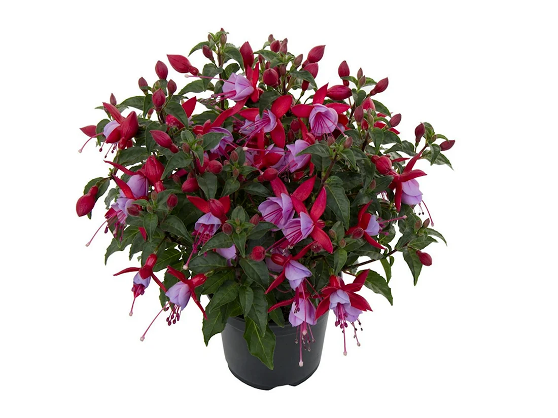 Фуксия Bella Fuchsia Nikita