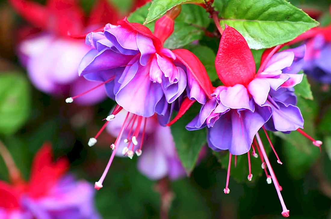 Фуксия Fuchsia