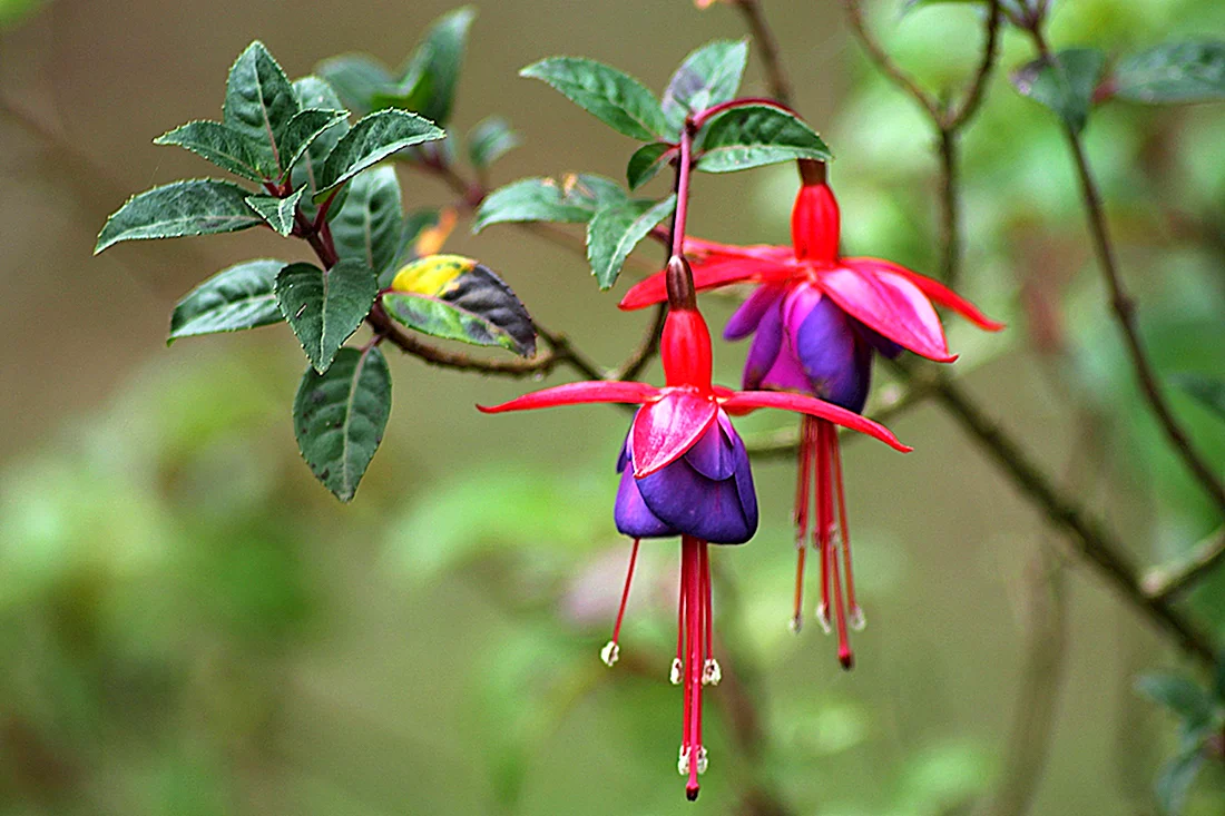 Фуксия Fuchsia