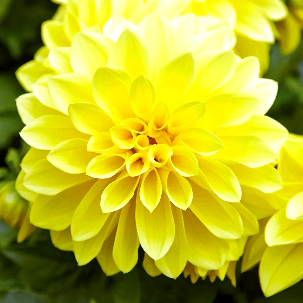 Георгина Dahlia Hortensis