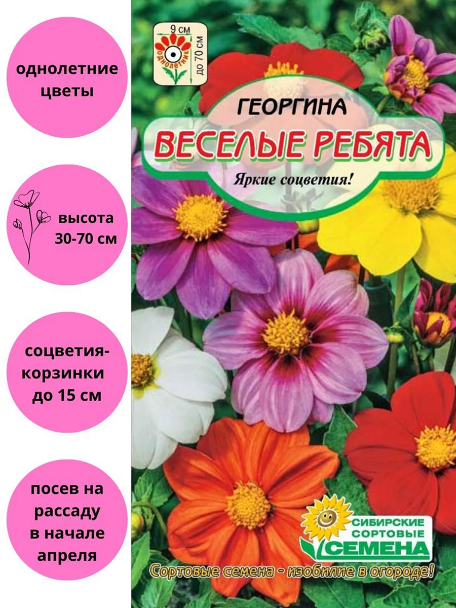 Георгина смесь Веселые ребята