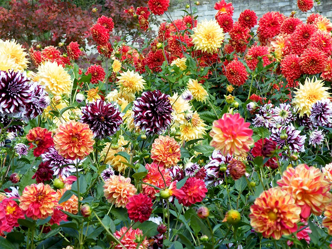 Георгины Dahlia