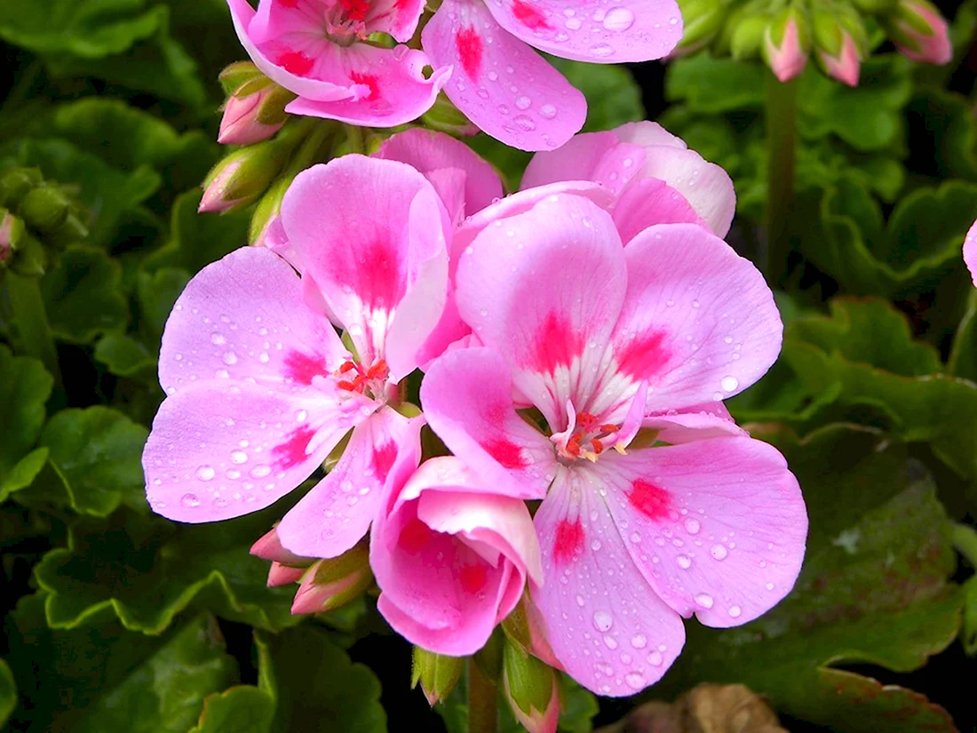 Герань Geranium