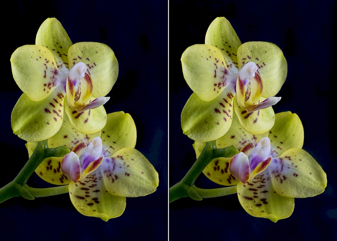 Гибрид Phal MJ-cr15