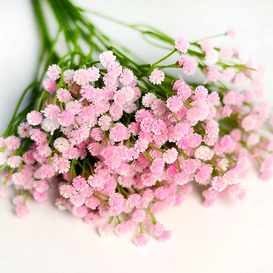 Гипсофила метельчатая Pink Festival