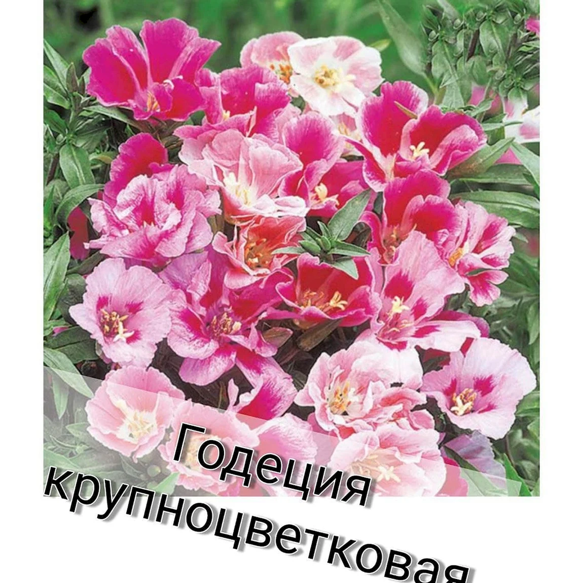 Годеция