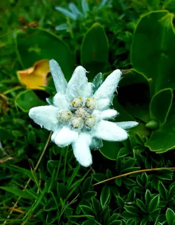 Горный цветок Эдельвейс