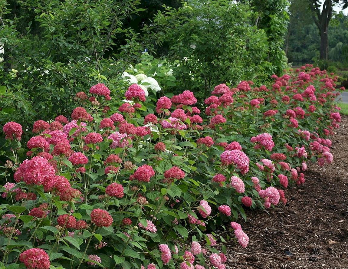 Гортензия arborescens Invincibelle