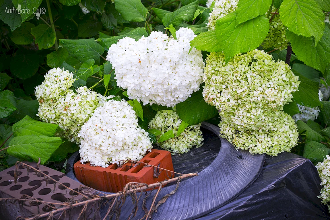 Гортензия белая кустовая