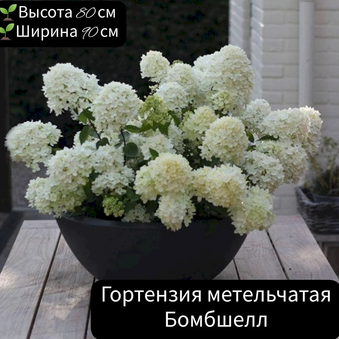 Гортензия бомбшелл