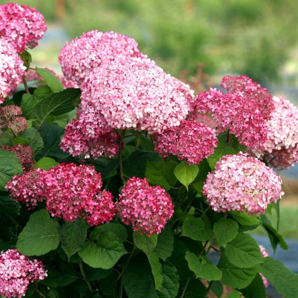 Гортензия древовидная Анабель