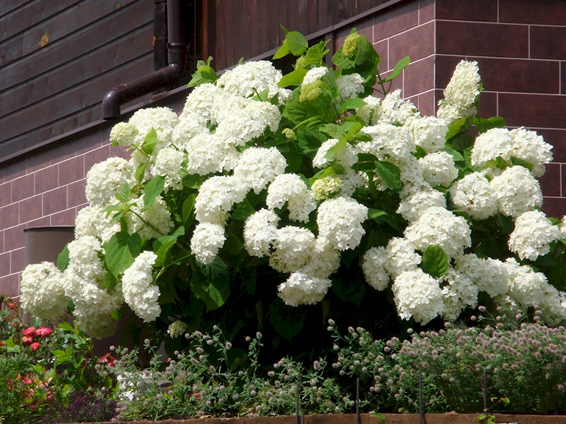 Гортензия древовидная grandiflora