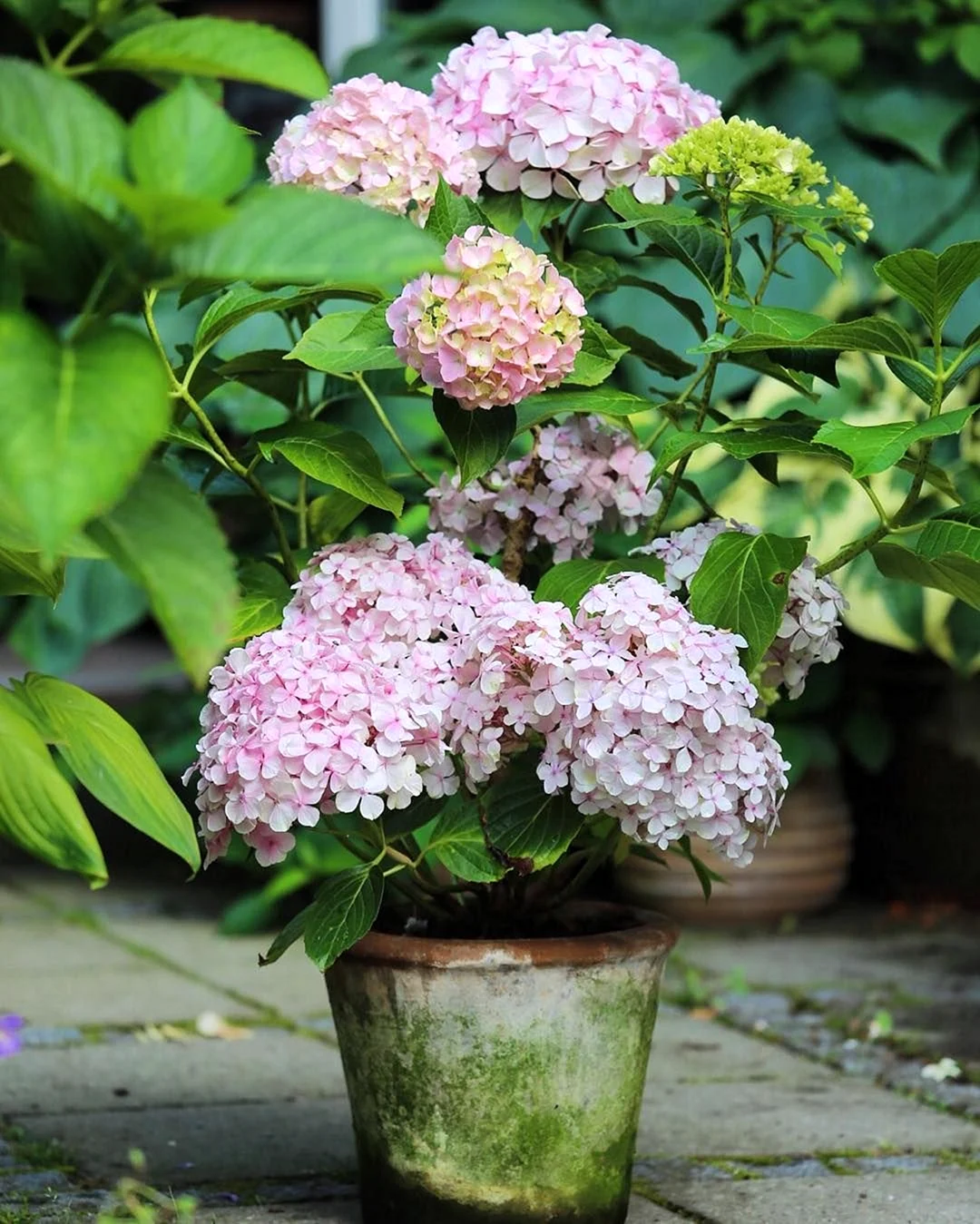 Гортензия Hydrangea Avantgarde