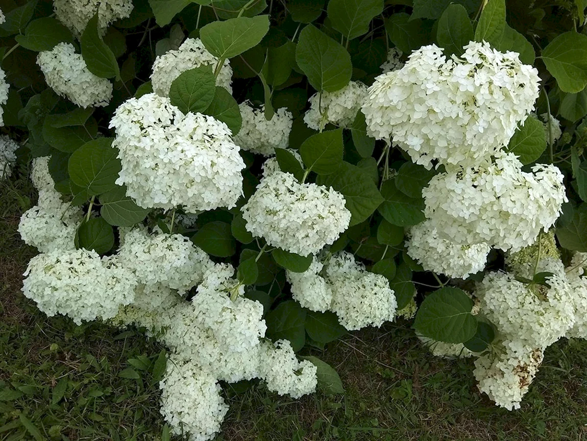 Гортензия крупнолистная белая куст
