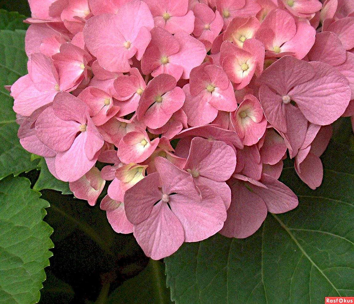 Гортензия крупнолистная doppio Rosa