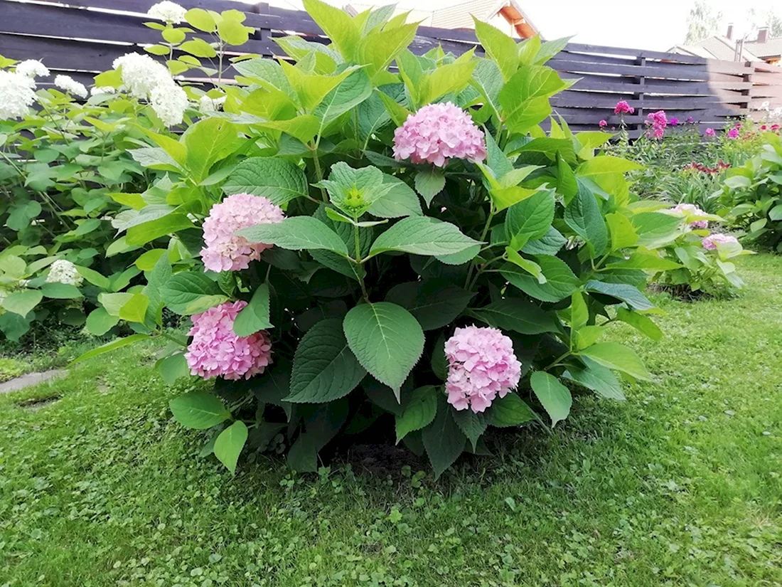 Гортензия крупнолистная Peppermint
