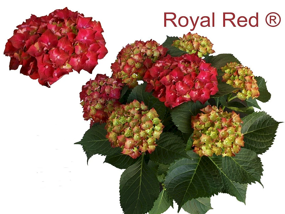 Гортензия крупнолистная Royal Red