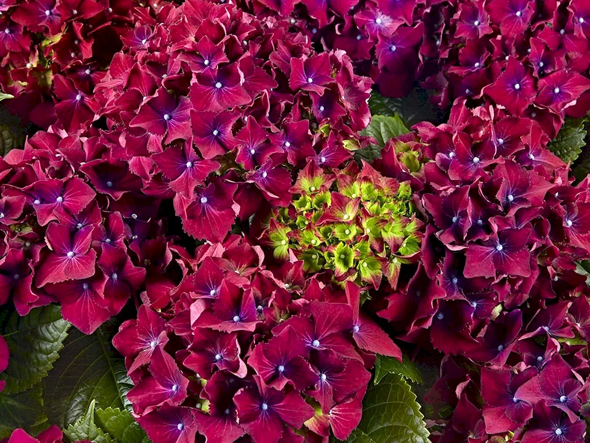 Гортензия крупнолистная Royal Red