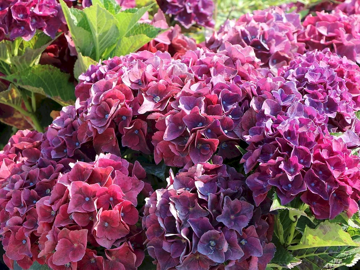 Гортензия крупнолистовая Royal Red