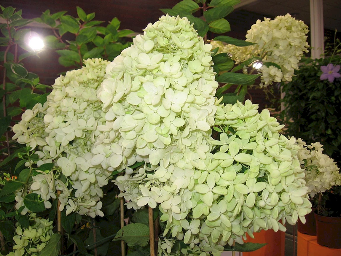 Гортензия метельчатая Hydrangea paniculata bombshell