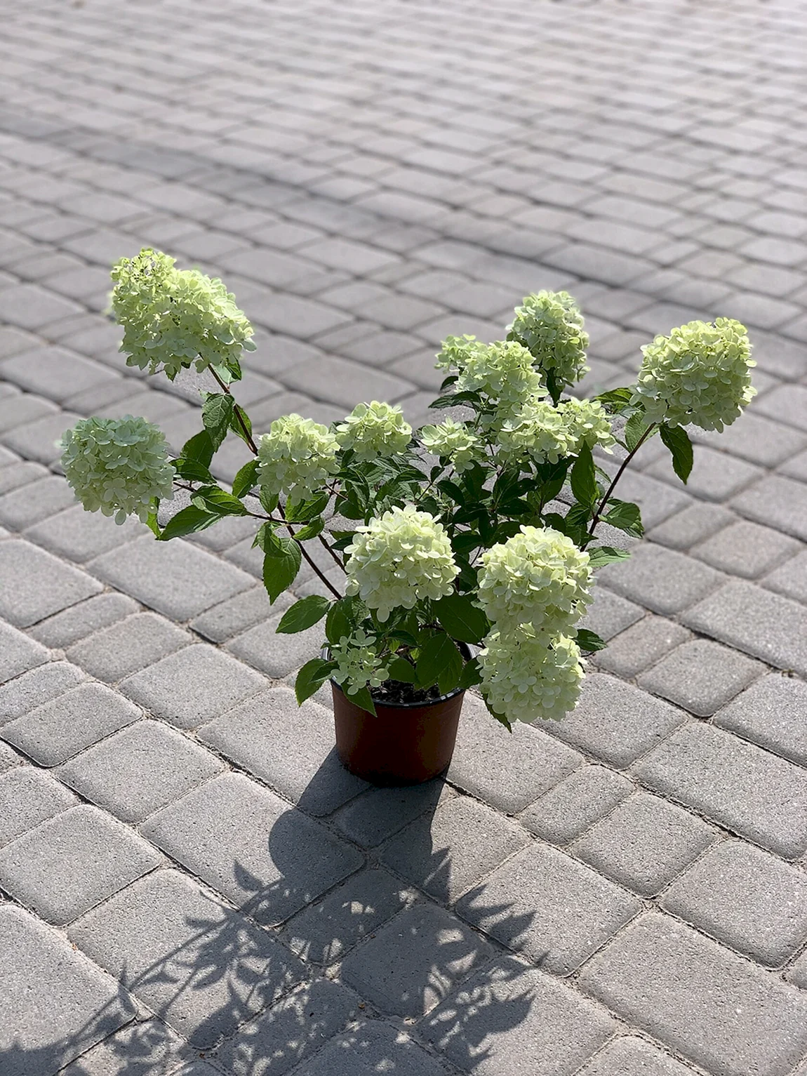 Гортензия метельчатая Hydrangea paniculata Mojito