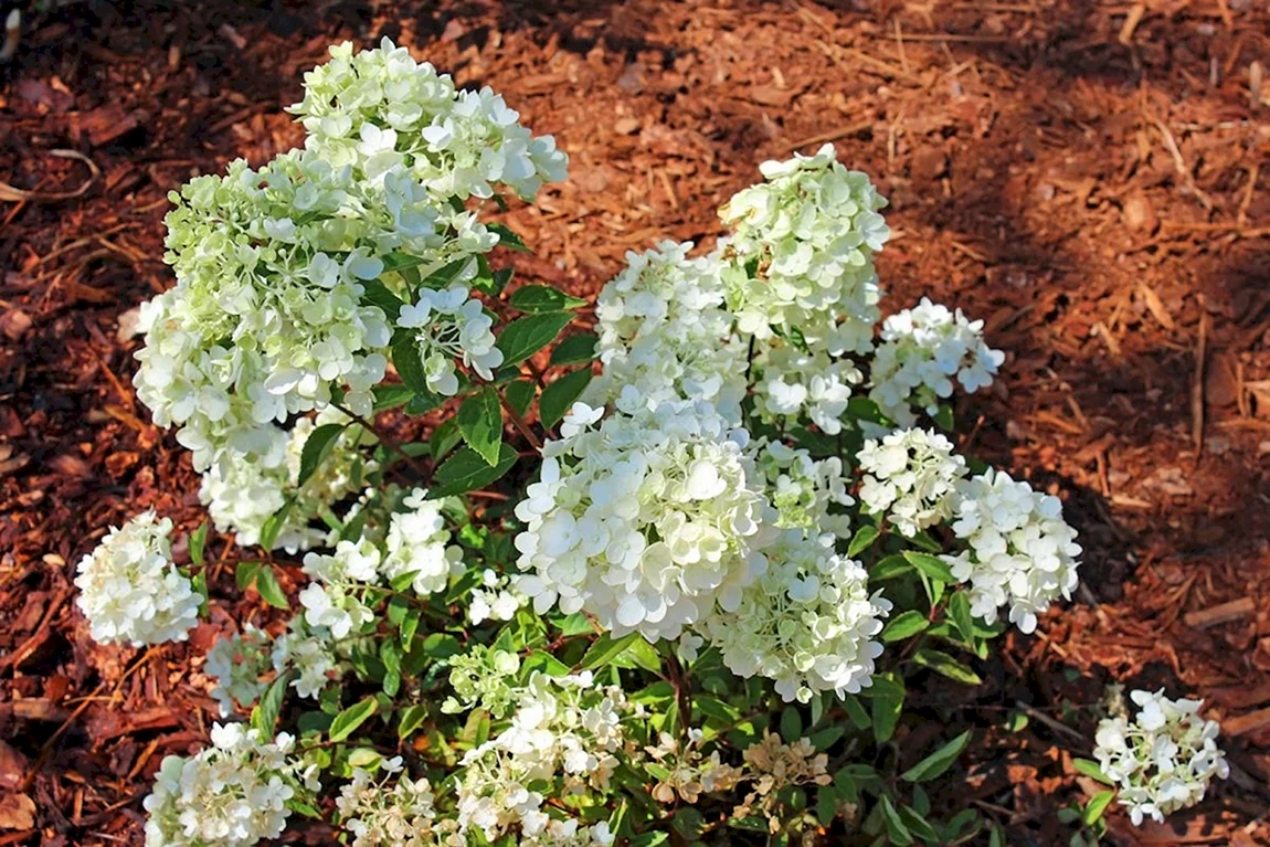Гортензия метельчатая Hydrangea paniculata Panflora