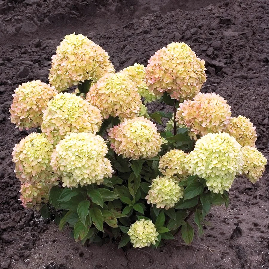 Гортензия метельчатая little Lime