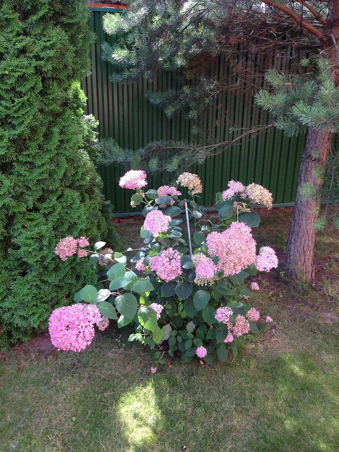 Гортензия Pink Annabelle