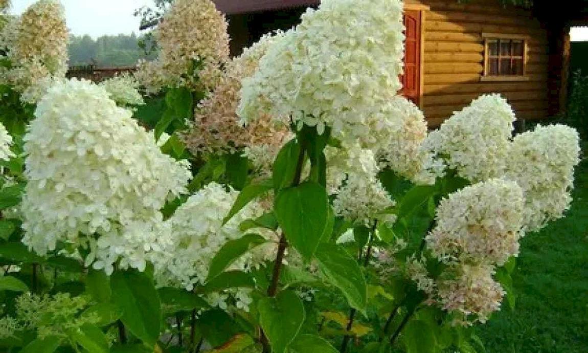 Гортензия Ванилла Лаймлайт