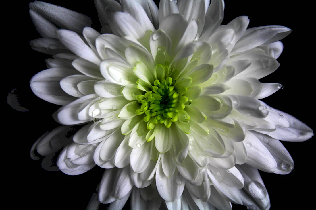 Gray Flower