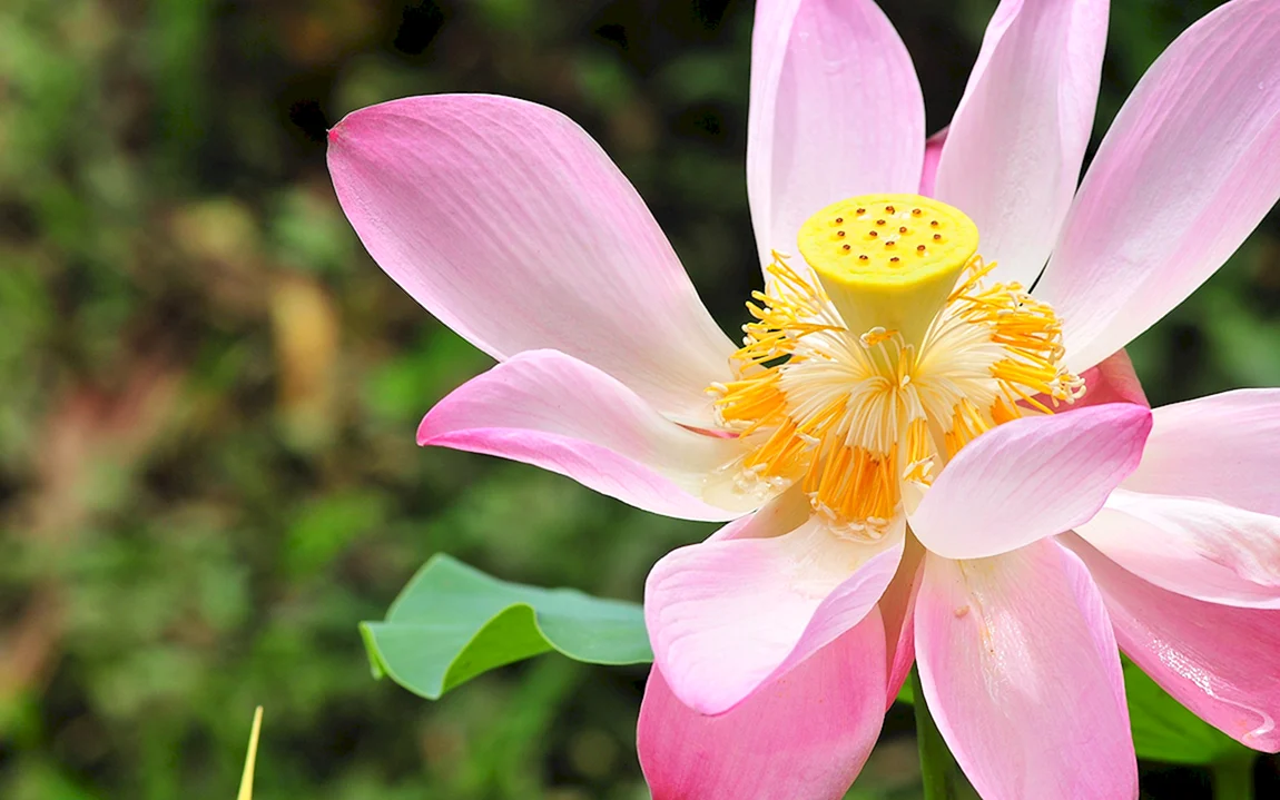 Green Lotus пион