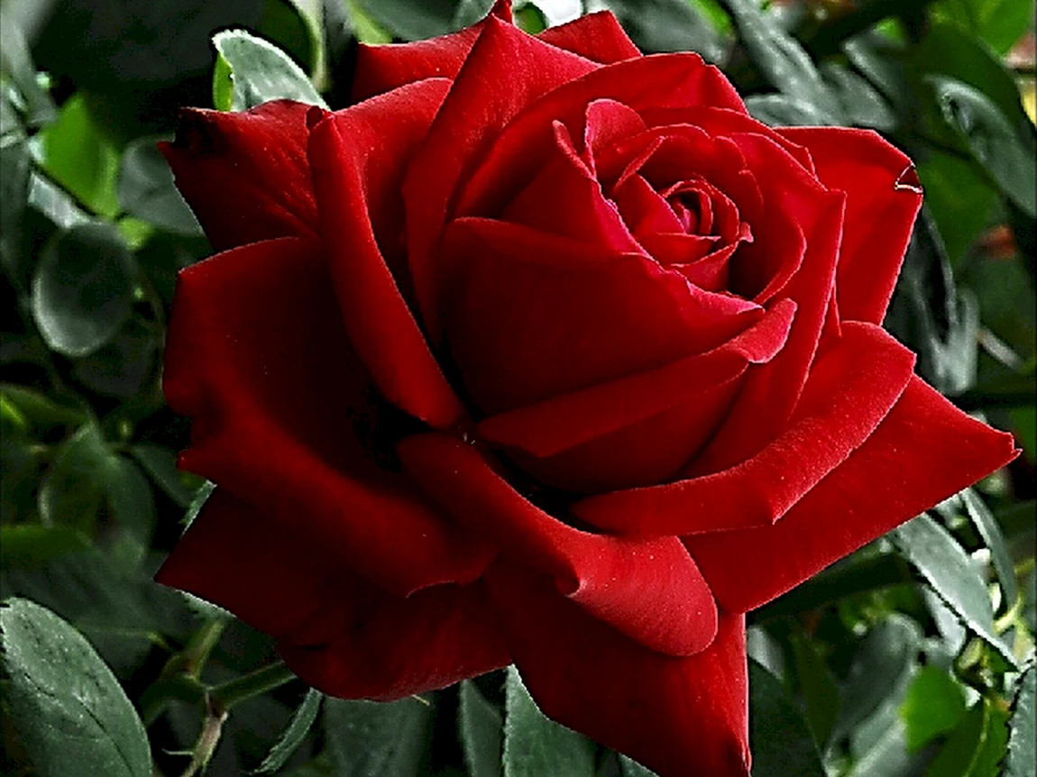 Гули Садбарг