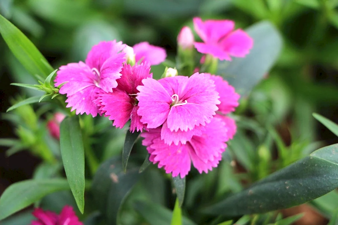 Гвоздика Dianthus Festival Mix