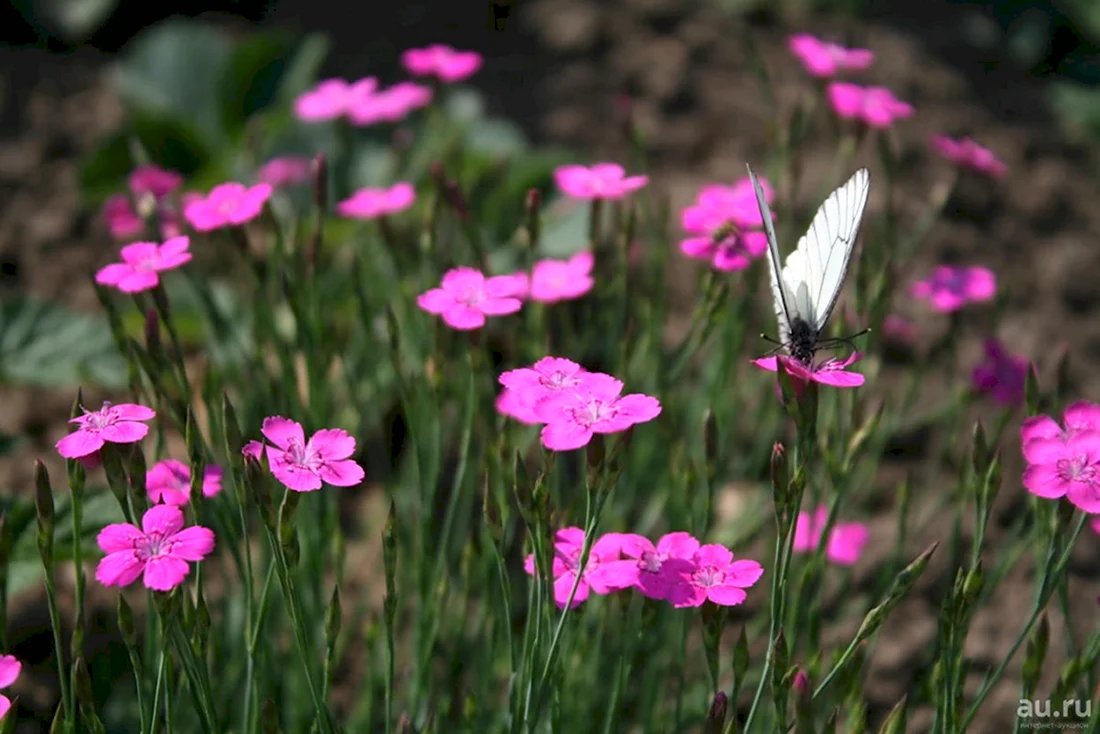 Гвоздика травянка Dianthus deltoides