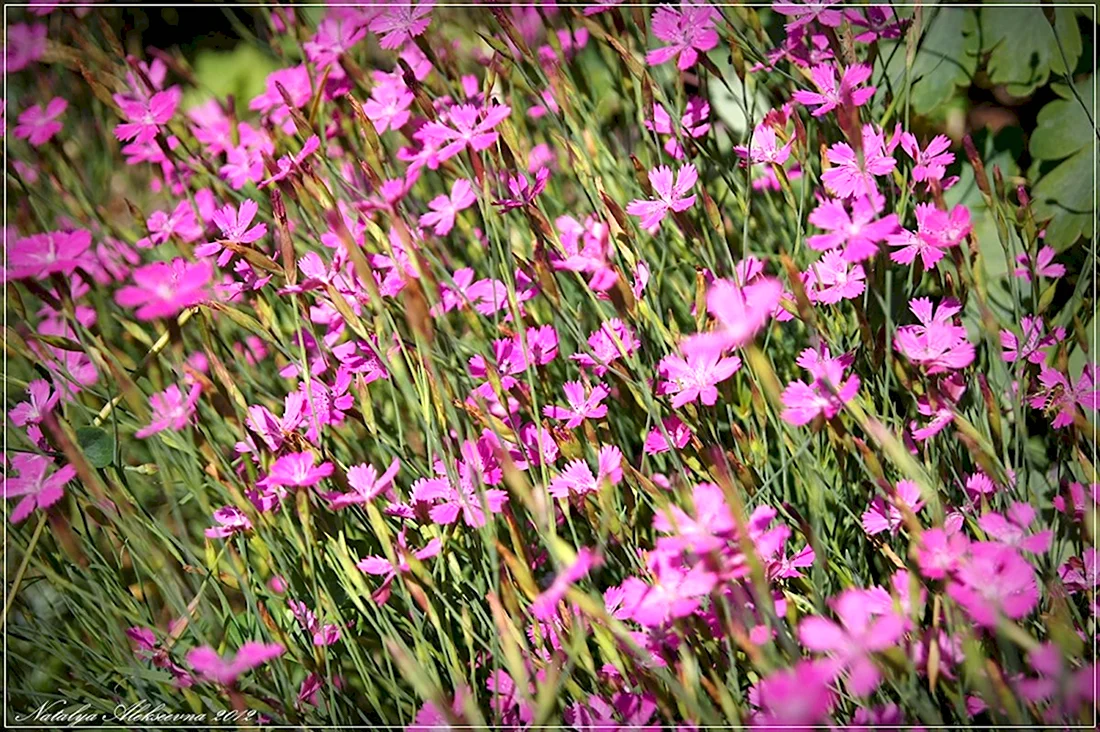 Гвоздика травянка Dianthus deltoides
