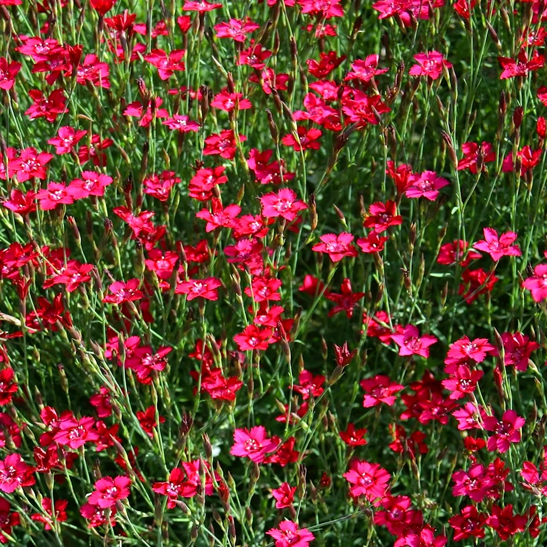 Гвоздика травянка Dianthus deltoides