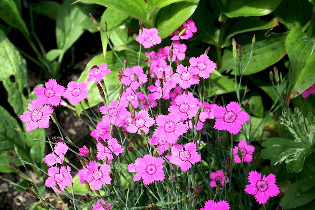 Гвоздика травянка Dianthus deltoides