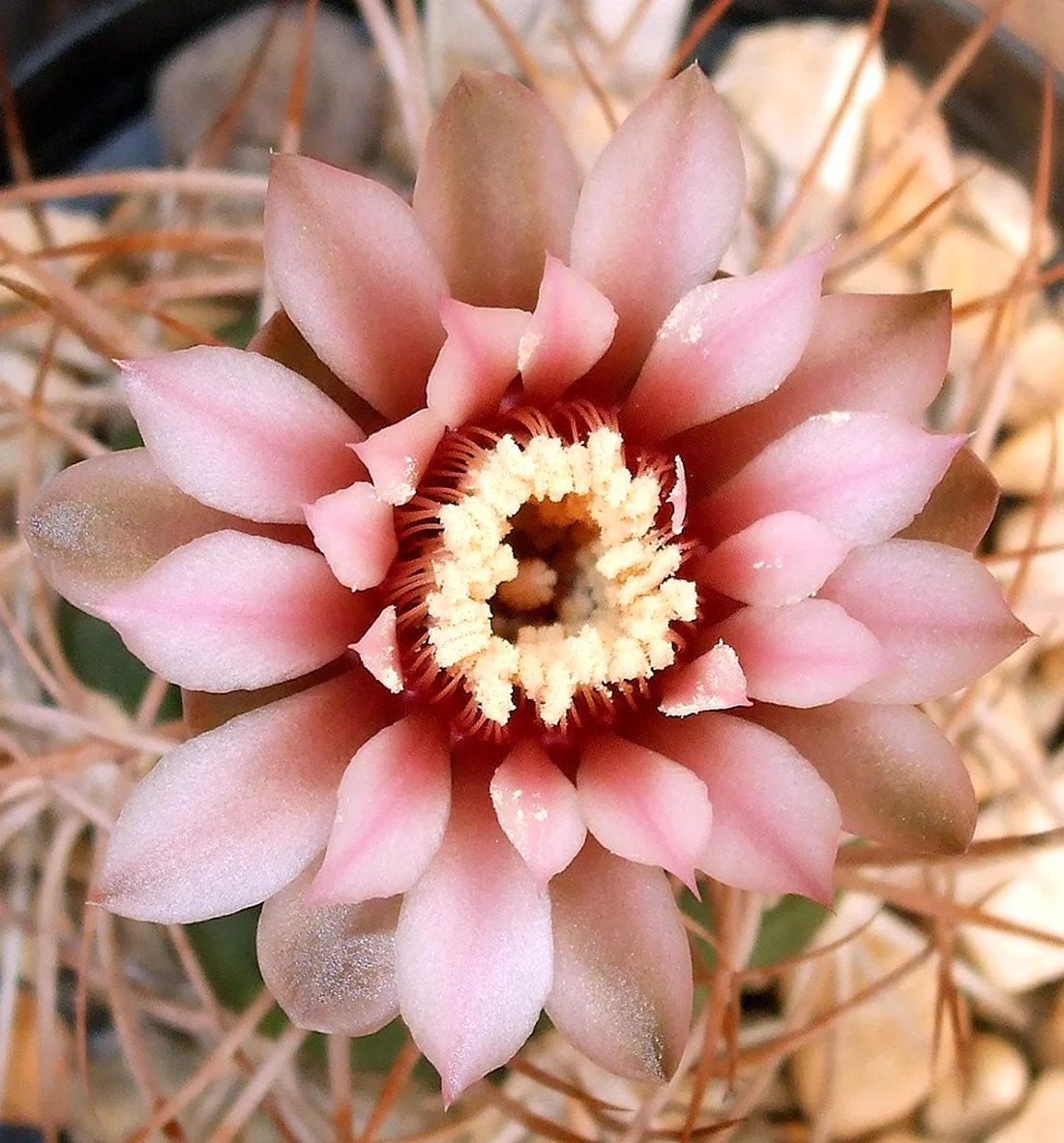 Gymnocalycium gaponii