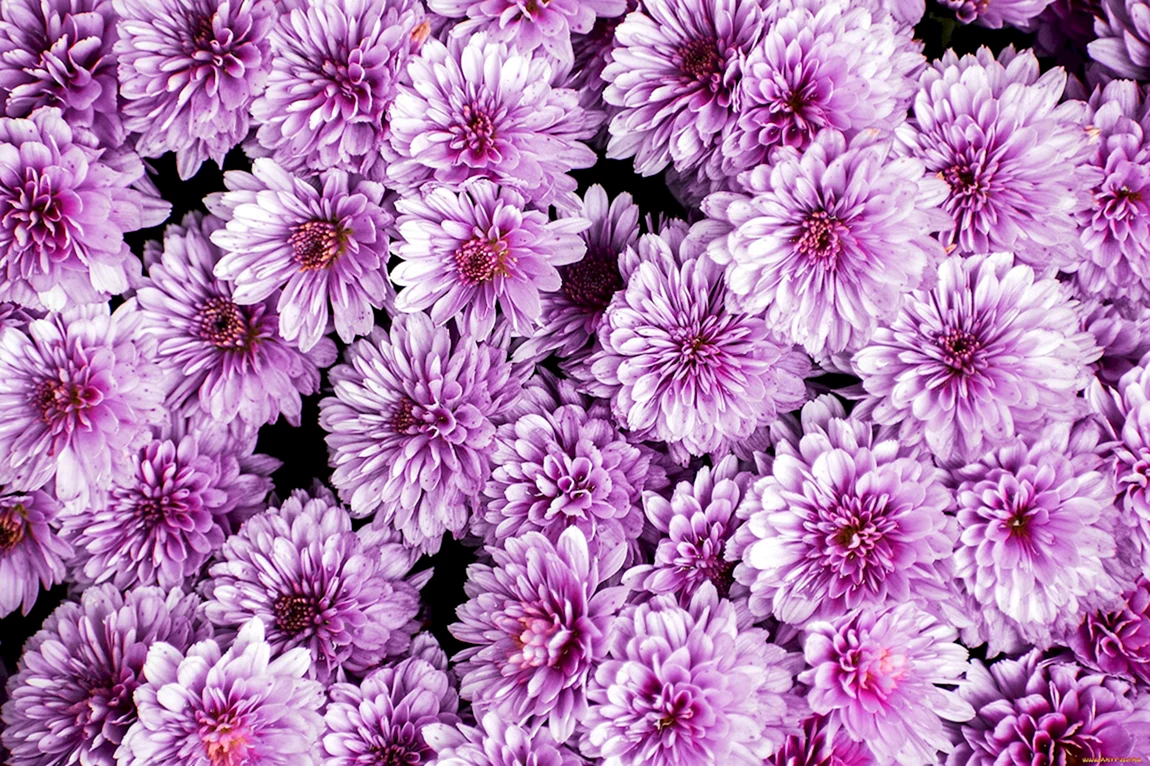 Harlem Purple Хризантема