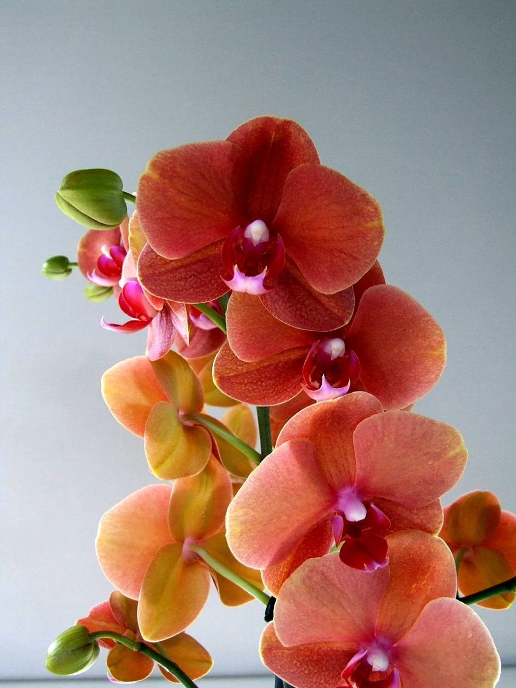Horng Ling Exotica фаленопсис