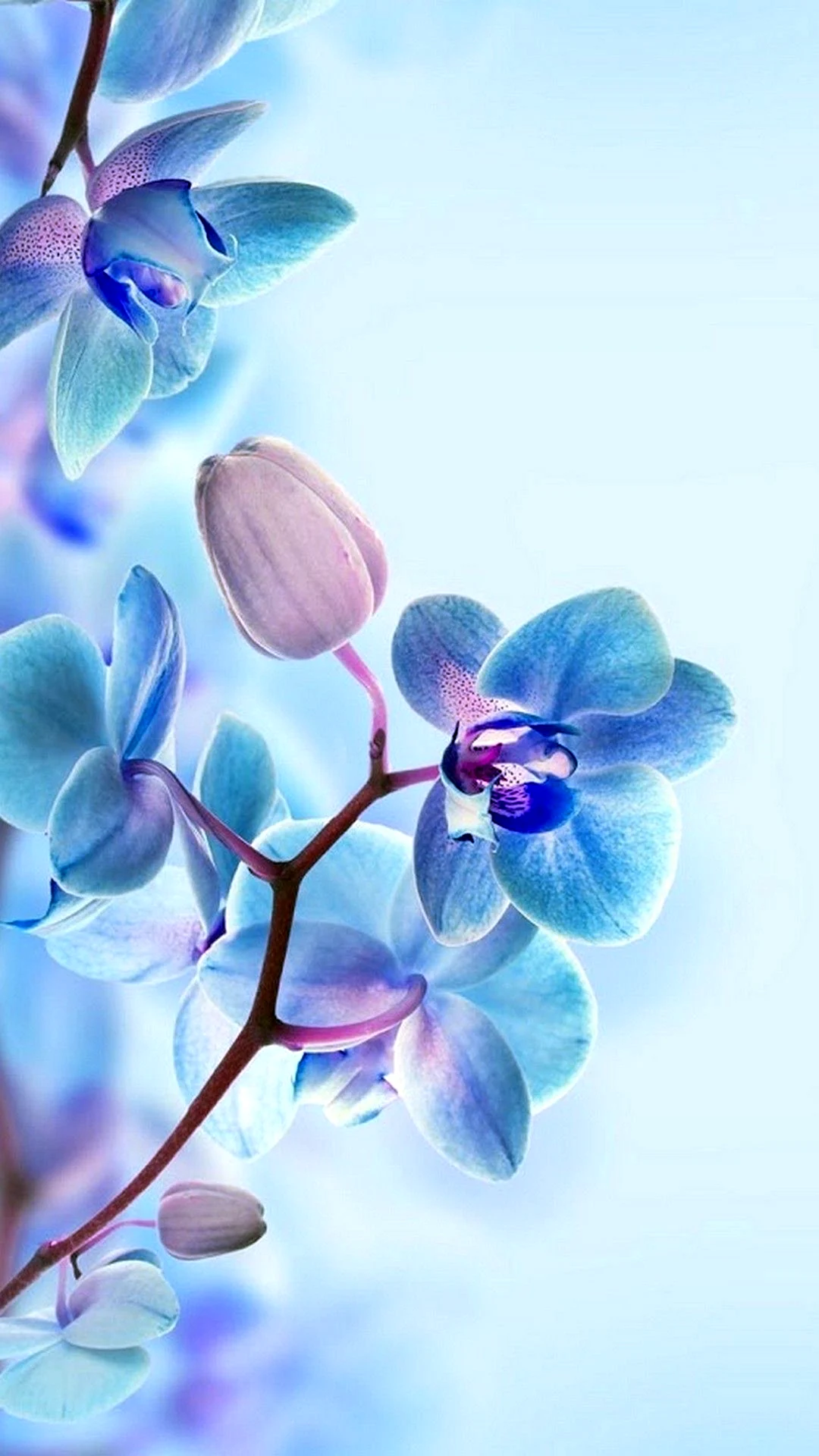Huawei Nova 9