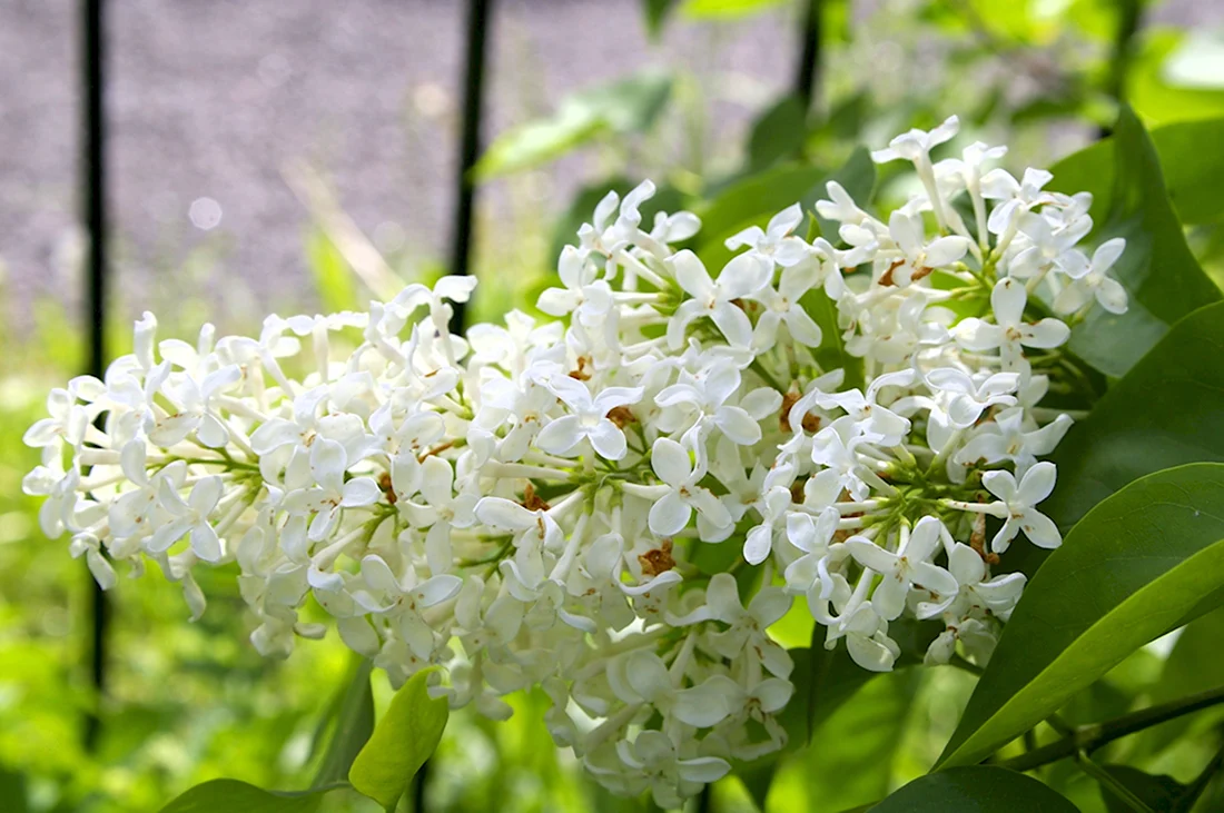 Ярко желтая сирень