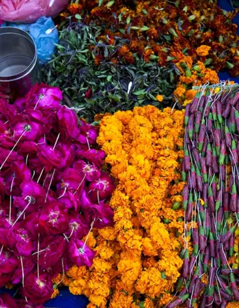 Индийские цветы