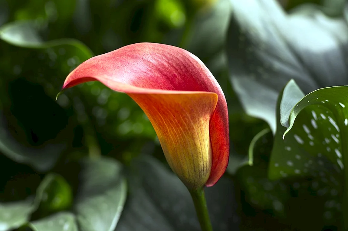 Калла морнинг Сан Zantedeschia morning Sun