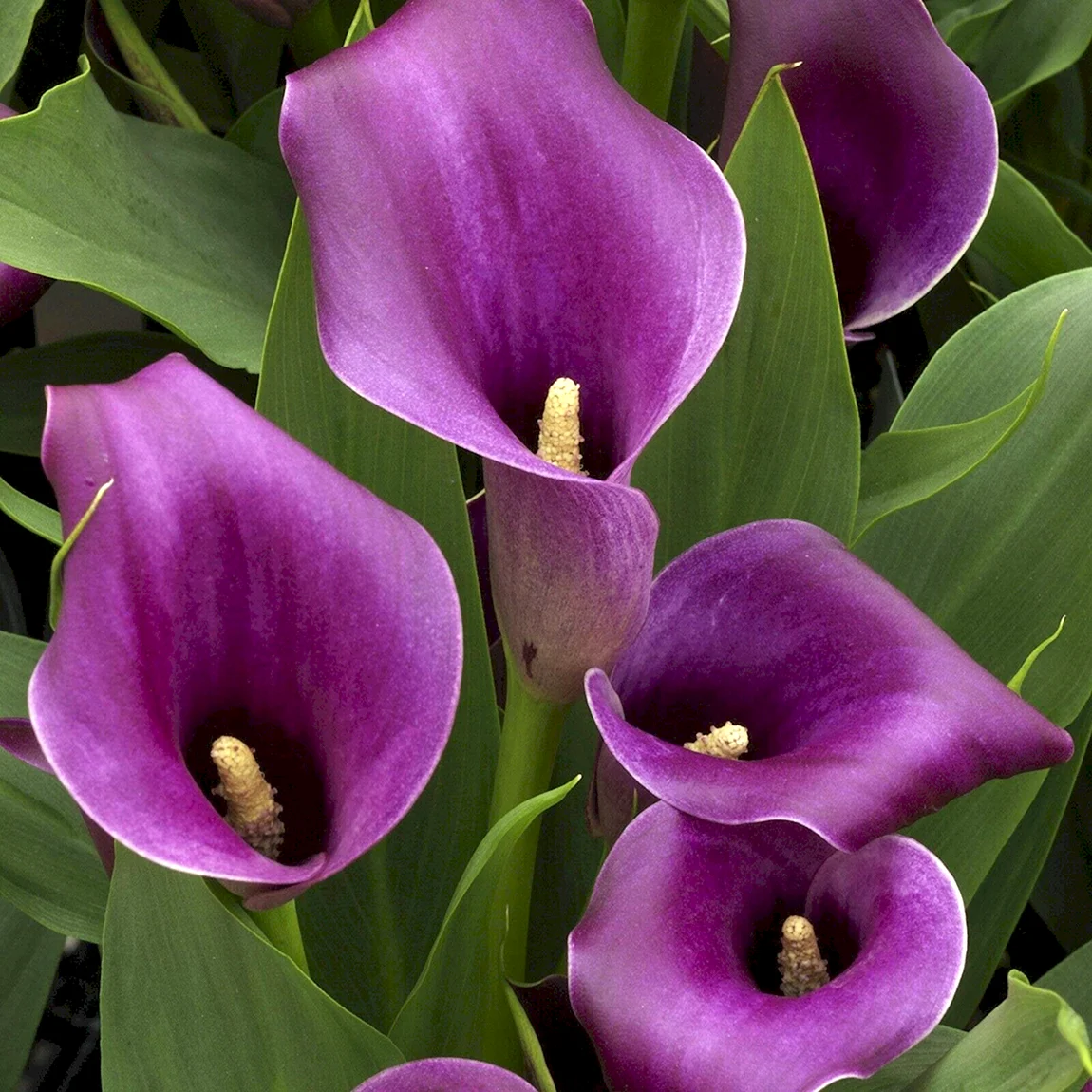 Калла Purple Sensation