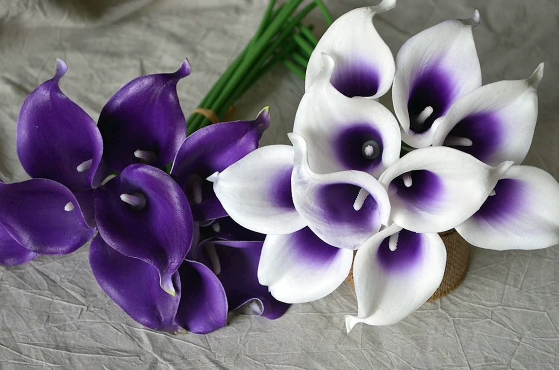 Калла Purple Spirit
